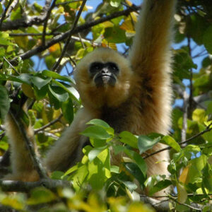 The Gibbon Spotting