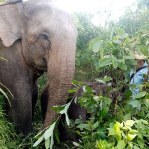 trekking cambodia