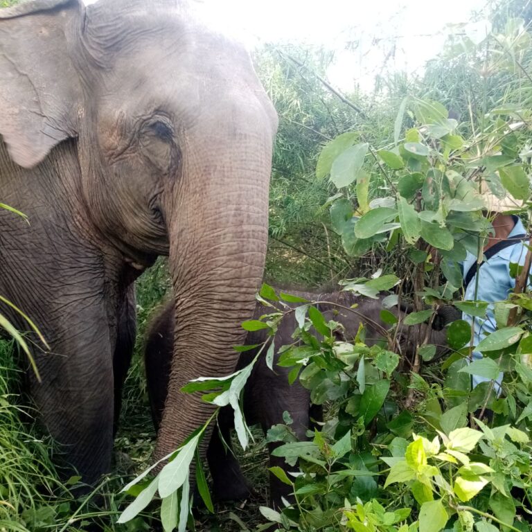 1 Day Waterfall & Elephant Tour in Ratanakiri