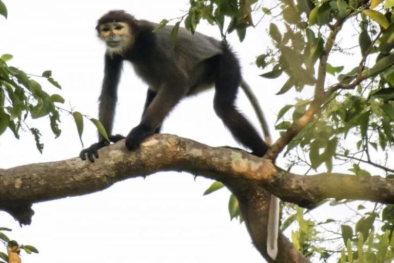 3 Day Gibbon & Elephant Trekking in Wildlife Sanctuary