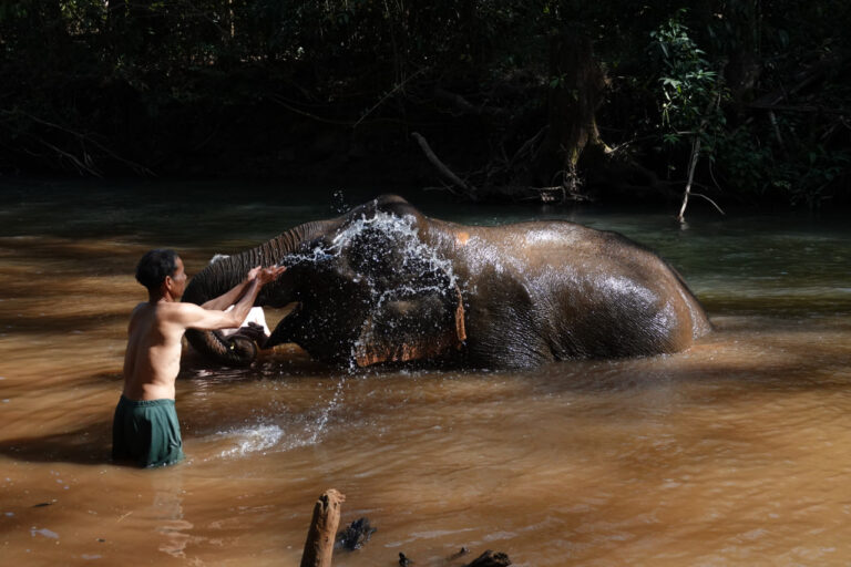 2 Day Elephant Trekking in Mondulkiri Sanctuary