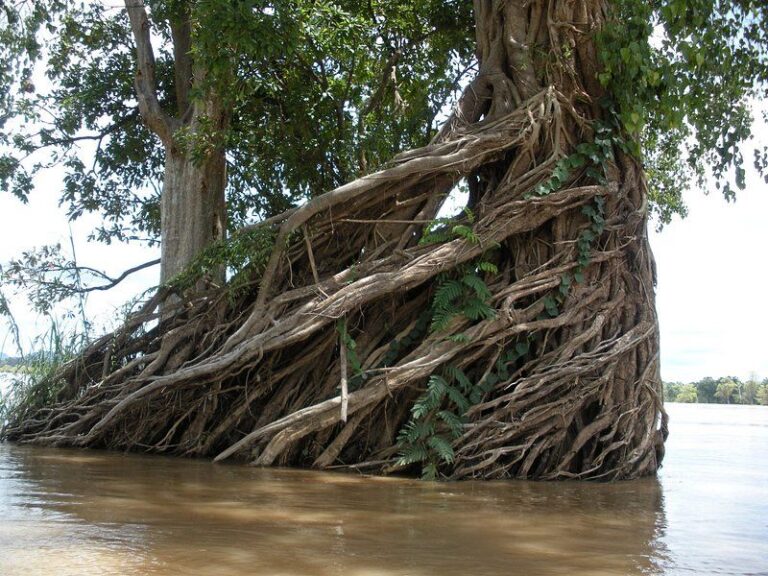 2 Day Mekong River Cruise in Strung Treng