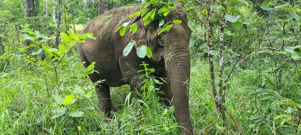 Cambodia